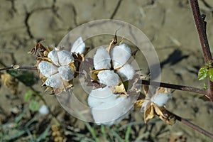 Cotton as an agricultural crop