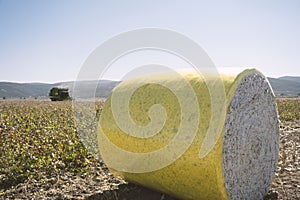 Cotton bale arranged in a row next to a harvested field,