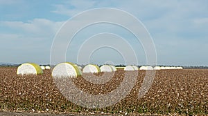 Cotton bales photo