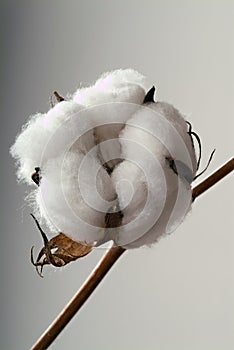 Cotton ball photo