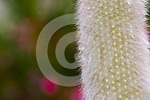 Cotton ball cactus in a summer garden