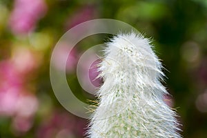 Cotton ball cactus in a summer garden