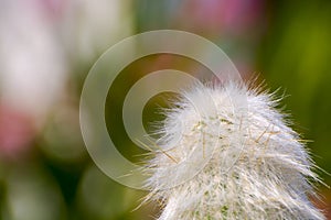 Cotton ball cactus in a summer garden