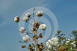 Cotton Ball In Field in Blye Sky