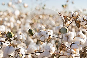 Cotton ball full bloom - agriculture farm crop image photo