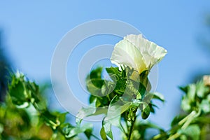 Cotton balls on the plant ready to be harvested in Cotton field background ready for harvest under a golden sunset macro close ups