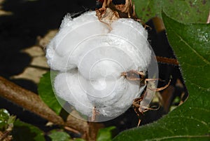 Cotton balls on the plant ready to be harvested photo