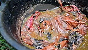 Cotton being dyed manually in process of making Indonesian Batik