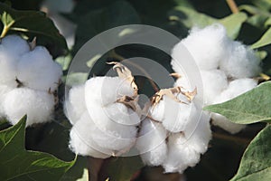 Cotton boll 1057