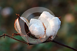 Cotton boll