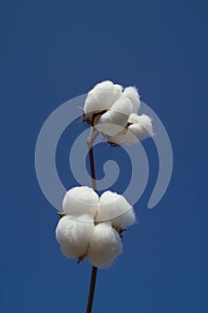 Cotton boll photo