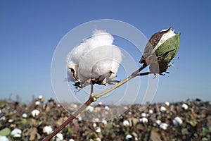 Cotton boll photo