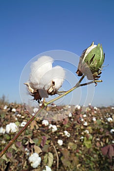 Cotton boll photo