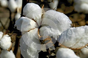 Cotton Boll