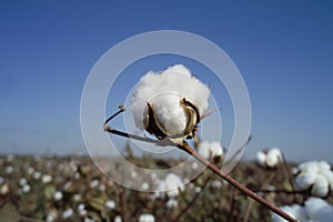 Cotton boll photo