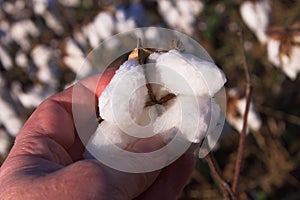 Cotton Boll photo