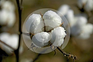 Cotton Boll 2 photo