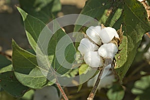 Cotton Boll photo
