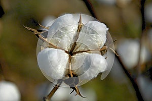 Cotton Boll 3 photo