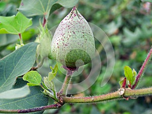 Cotton boll photo