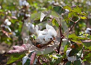 Cotton boll