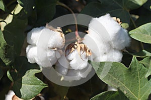Cotton boll 1045