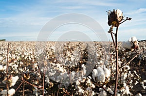 Cotton Boll Farm Field Texas Agriculture Cash Crop