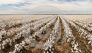 Cotton Boll Farm Field Texas Plantation Agriculture Cash Crop photo