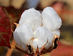 Cotton Boll still on its stem.