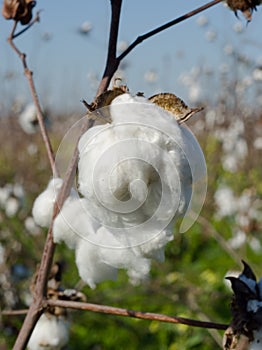 Cotton Boll w/ Shallow DOF photo