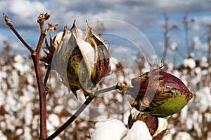 Cotton Bolls