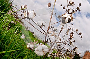 Cotton bolls