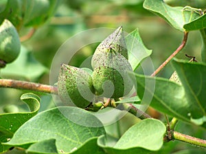 Cotton bolls