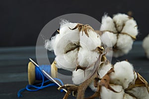 Cotton bolls on the bush with reel of blue yarn