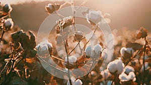 Cotton Bolls In Cultivated Field. Agriculture and textile industry