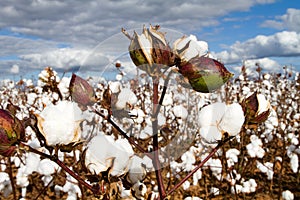 Cotton Bolls Field