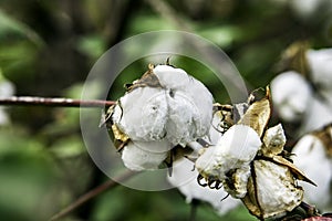 Cotton bolls on plant
