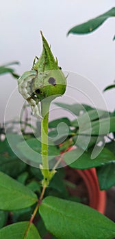 Cotton bollworm eating rose bud on terrace garden