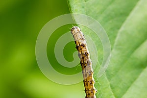 Cotton bollworm on the leaves