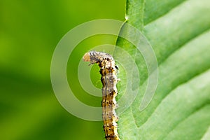 Cotton bollworm on the leaves