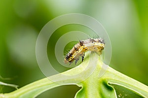 Cotton bollworm on the leaves