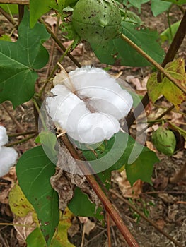 Cotton bowl photo