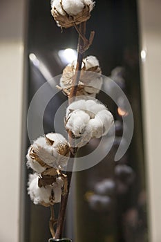 Cotton branch