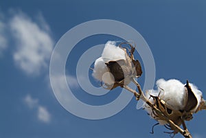Cotton branch