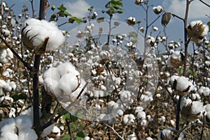Cotton branch