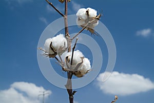 Cotton branch