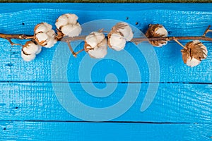 Cotton branch on a blue painted plank