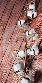 Cotton branch on a wooden background
