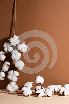 The cotton brunch on beige background. Soft white flowers. Tenderness. Space for text. Flat lay