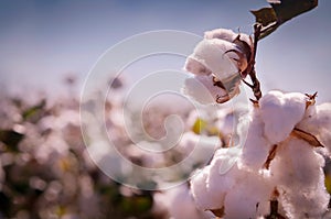 Cotton bud crop